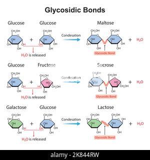 Scientific Designing of Glycosidic Bonds. Glycosidic Bond Formation ...