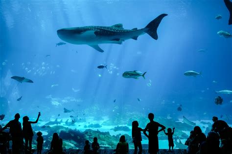 12 Best Things to Do at the Georgia Aquarium in Atlanta