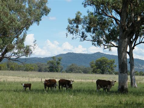 Rural & Farming Sold in 528 Werris Creek Road, Quirindi NSW 2343 ...