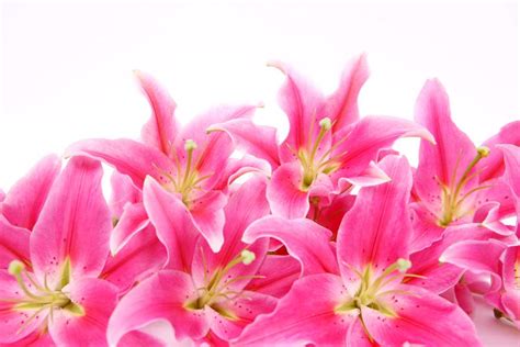 Stargazer Lily Meaning & Symbolism: 5 Important Interpretations ...