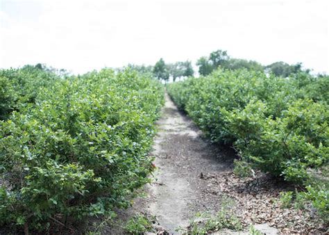 Blueberry plant spacing 🌱 ↔️ 🌱 Getting the distance right for fruitful ...