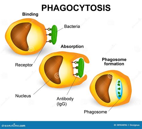 Phagocytosis stock illustration. Illustration of digestive - 38904896