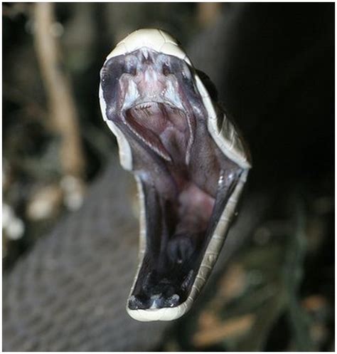 Amazing Black Mamba Snake - Black mamba Facts, Photos, Information ...