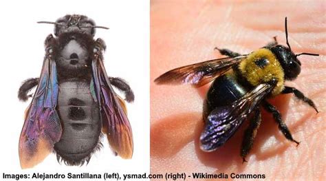 Types of Black Bees (Pictures) - Identification of Big and Small Black Bees