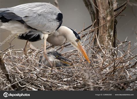 Grey Heron Nesting Crown Tree Heron Nest European Spring Wildlife Stock ...