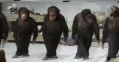 Monkey Dance GIFs - Find & Share on GIPHY