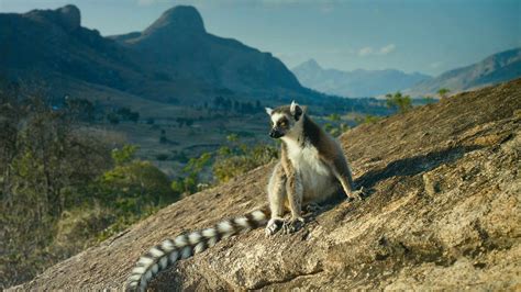 Island of Lemurs: Madagascar Movie Streaming Online Watch