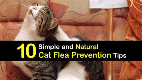 Preventing Fleas on Cats - Natural Tips for Cat Flea Prevention