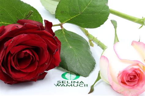 Ethiopia Roses | Exporter & Supplier - Good Prices