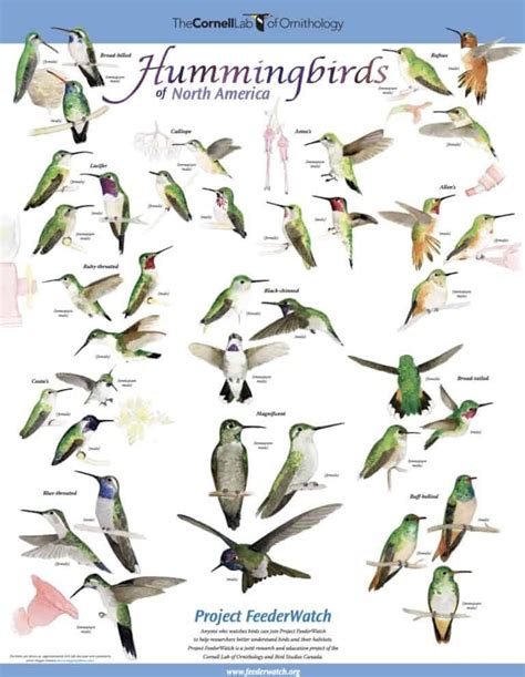 FREE Backyard Birds and Hummingbirds Poster - Science Kinds Of Birds ...