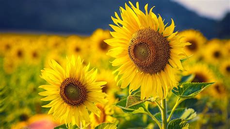 🔥 [46+] Field of Sunflowers Wallpapers | WallpaperSafari