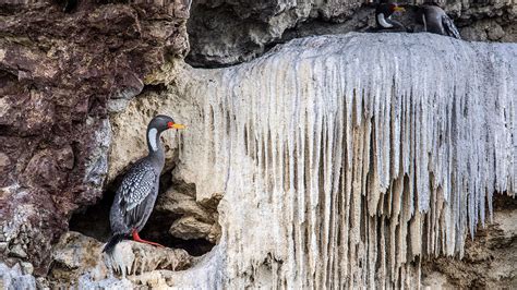 MyFrogCroaked — currentsinbiology: Bird poop brings 3.8 million...