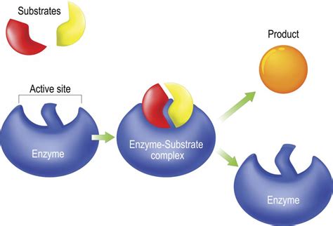 Diagram Lock And Key Models Of Enzymatic Activity What Is Th