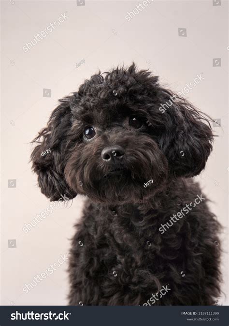 Black Maltese Poodle