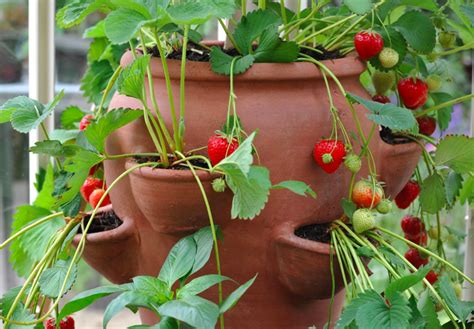 13 Things You Can Use as a Strawberry Planter - Garden and Happy