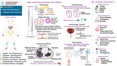 Pharmacology: Chemotherapy Side Effects | ditki medical & biological ...