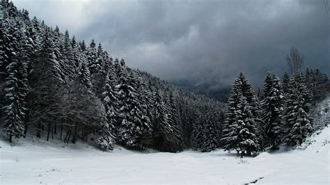 Snow Forest Wallpapers - Top Free Snow Forest Backgrounds - WallpaperAccess