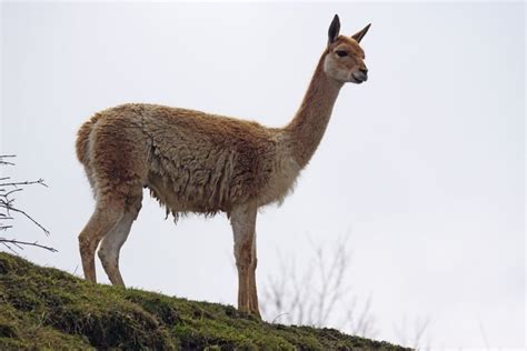 4 Different Llama Breeds (With Pictures) | Animal World