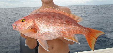 Federal Fishing Regulations | Gulf of Mexico Fishery Management Council