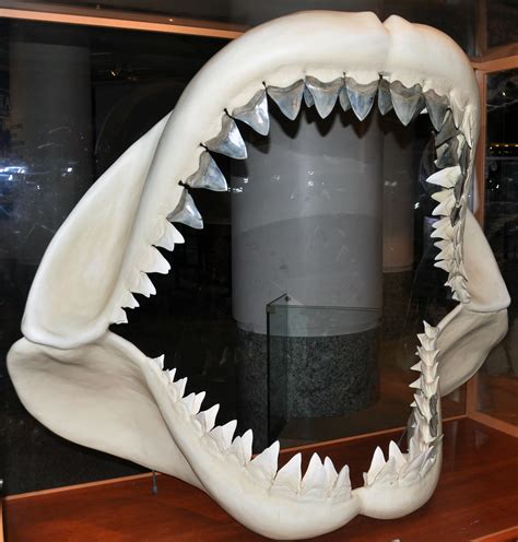 Carcharodon megalodon (fossil shark) (Tertiary; North Carolina, USA) 1 ...