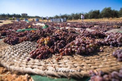 Raisins making process, made from fresh grapes | kouroshfoods