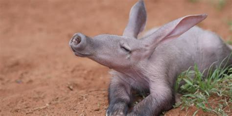 Aardvark: A Complete Guide To The African Aardvark