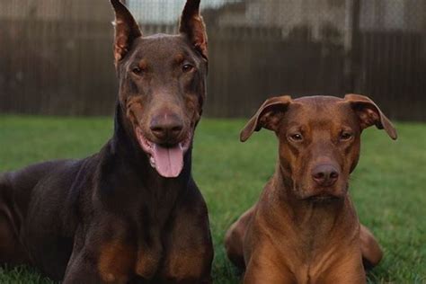 Doberman Pitbull Mix: An Ultimate Guide To This Crossbreed