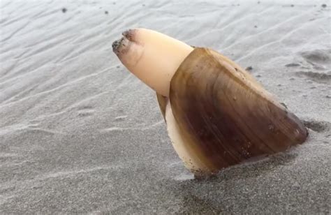 Pacific razor clam digging into sand | Molluschi, Video, Sabbia