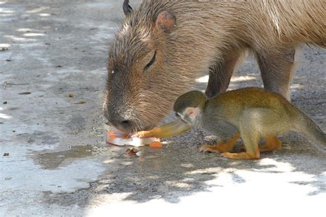 What Do Capybaras Eat – Capybara