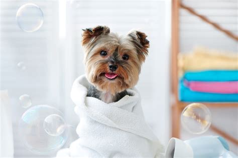 The Benefits and Importance of Regular Pet Grooming - PetSecure