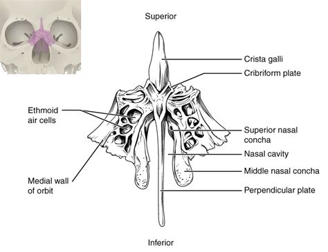 OpenStax AnatPhys fig.7.12 - Ethmoid Bone - English labels | AnatomyTOOL