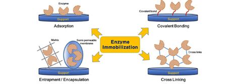 Various methods of enzyme immobilization. | Download Scientific Diagram