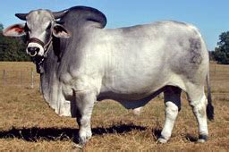 Brahman Cattle