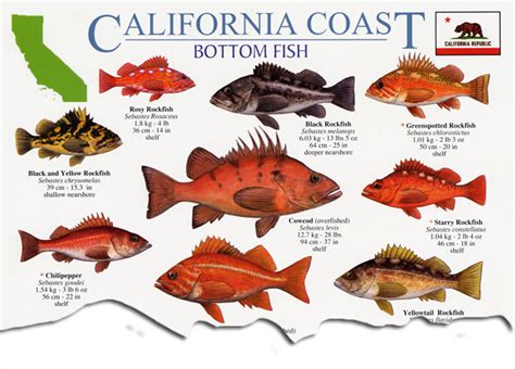 CALIFORNIA COAST BOTTOM FISH LAMINATED GUIDE