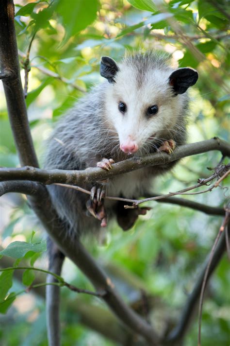 All about the Opossum | Gulo in Nature