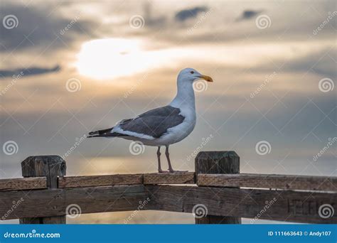 Seagull Sitting on the Railing of a Wooden Pier with the Sunset Stock ...