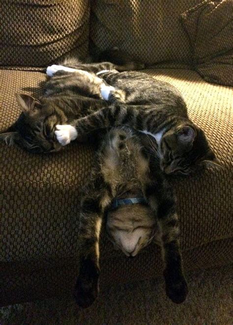 Funny Cats in Funny Sleeping Positions (30+ Pics)