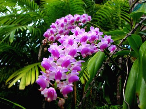 Tropical Rainforest Plants Orchids