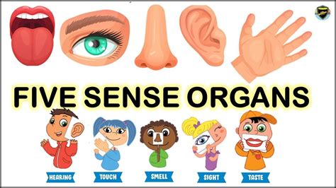 Sense Organs For Kids Clipart Images