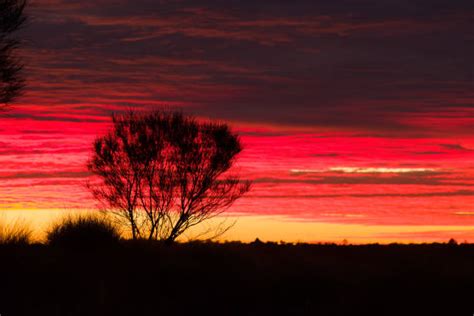 Desert Oak Photos Stock Photos, Pictures & Royalty-Free Images - iStock