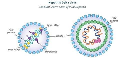 What is Hepatitis D?