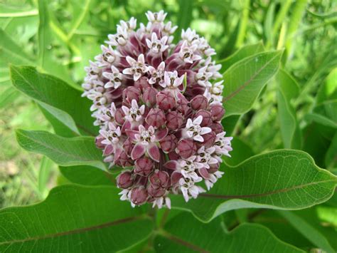 How to Grow and Care for Milkweed Plants - World of Flowering Plants