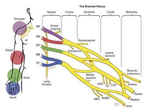 Brachial Plexus Injuries - OrthoInfo - AAOS