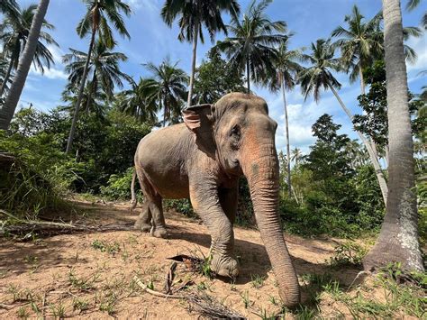 Koh Samui Elephant Sanctuary - We Love Koh Samui