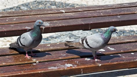 Use WD-40 To Get Those Gross Bird Poop Stains Off Your Outdoor Spaces