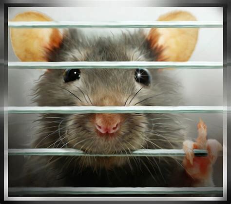 "Rat in a Cage" by Cliff Vestergaard | Redbubble