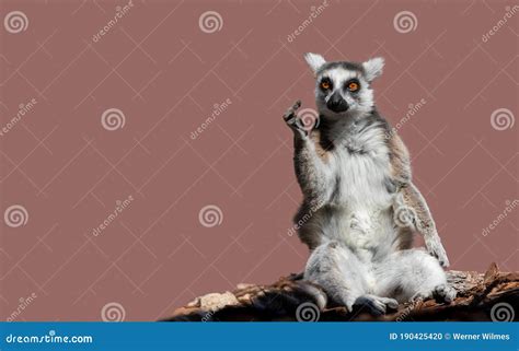 A Lemur, a Monkey from Madagascar, Shows a Clear Gesture. Stock Photo ...