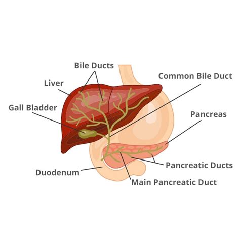 Treat Liver Bile Ducts