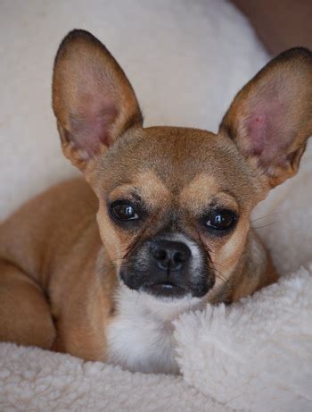 French Bullhuahua (French Bulldog Chihuahua Mix) Info, Puppies, Pictures