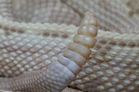 Rattlesnakes: Habitats, Behavior, and Diet